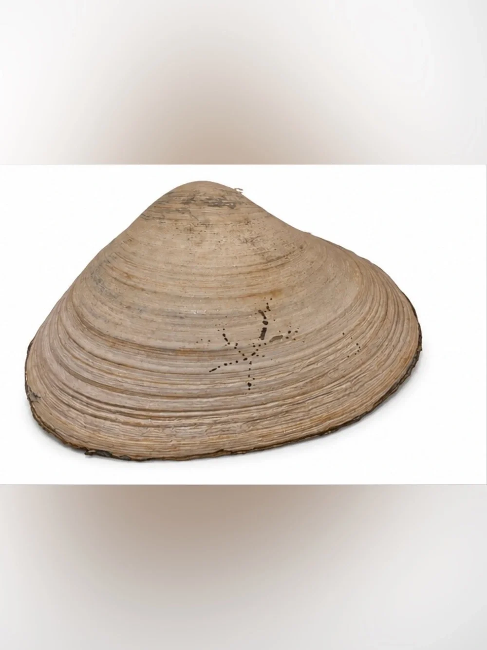 Handmade Floral Oyster Shell Trinket Dish